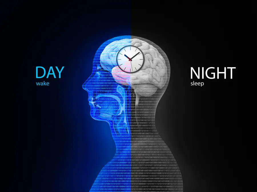 What is the Circadian Rhythm?